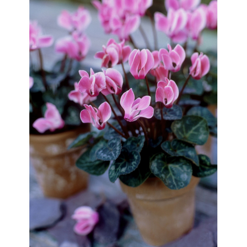 Cyclamen